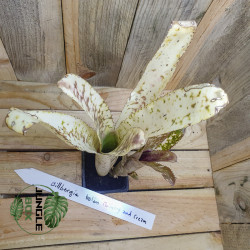 Billbergia Kolan Mulberry and Cream – Plante rare | JungleBox