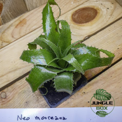 Neoregelia Mooreana – Broméliacée exotique | JungleBox