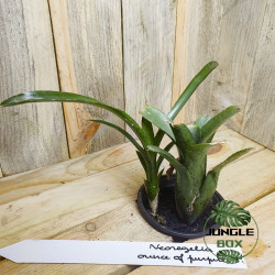 Neoregelia Ounce of purple double