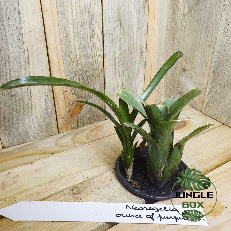 Neoregelia Ounce of purple double