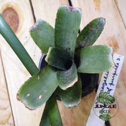 Broméliacée pour terrarium planté