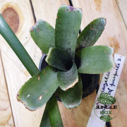 Broméliacée pour terrarium planté