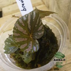 Begonia brevemirosa