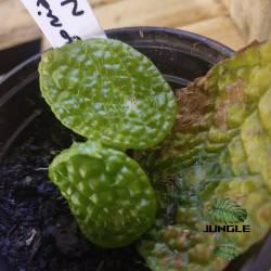Begonia microsperma