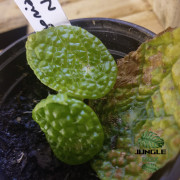 Begonia microsperma