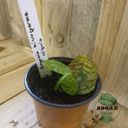 Begonia microsperma