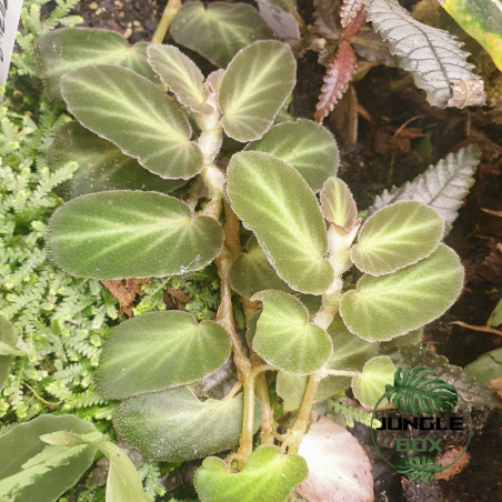 Begonia thelma