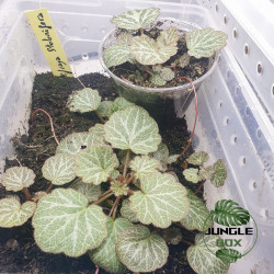 Saxifraga stolonifera