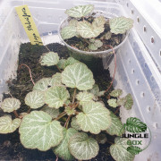 Saxifraga stolonifera