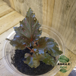 Begonia serratipelata – Begonia rare nervuré pour terrarium humide
