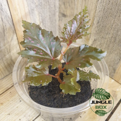 Begonia serratipelata – Begonia rare nervuré pour terrarium humide