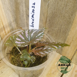 Begonia brevirimosa