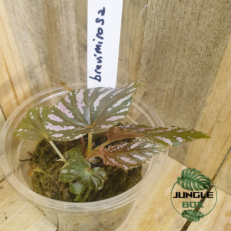 Begonia brevirimosa Begonia brevirimosa