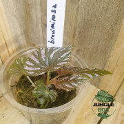 Begonia brevirimosa