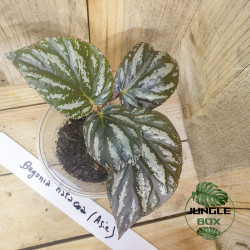 Begonia hatacoa