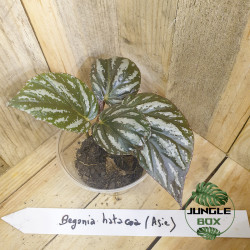 Begonia hatacoa