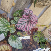 Begonia brevirimosa