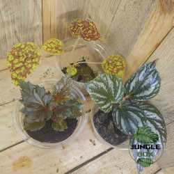 lot de 3 bégonias pour terrariums