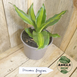 Dracaena fragrans massangeana