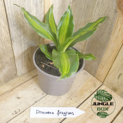 Dracaena fragrans massangeana