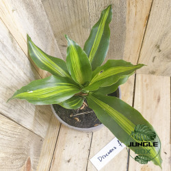 Dracaena fragrans massangeana