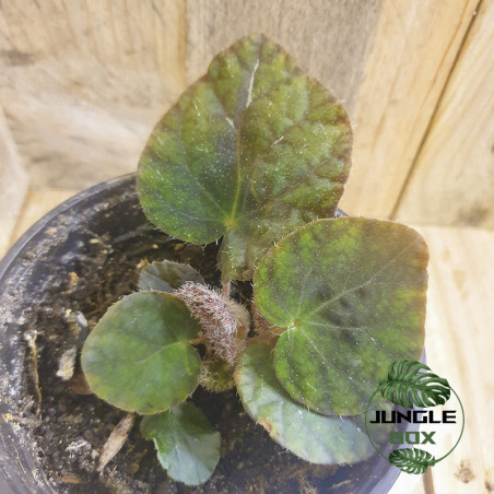 Begonia longiciliata