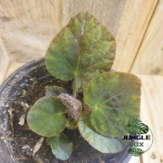 Begonia longiciliata