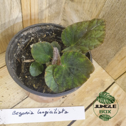 Begonia longiciliata