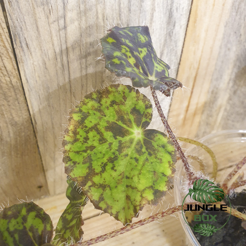 Begonia strigillosa