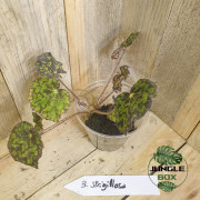 Begonia strigillosa