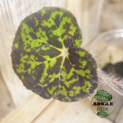 Begonia strigillosa