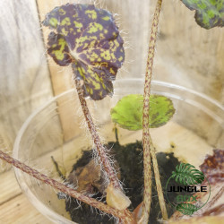 Begonia strigillosa