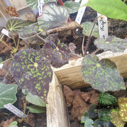 Begonia strigillosa