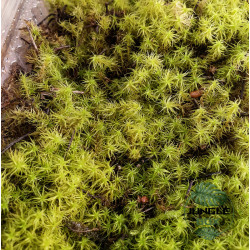 Mousse Tortula ruralis