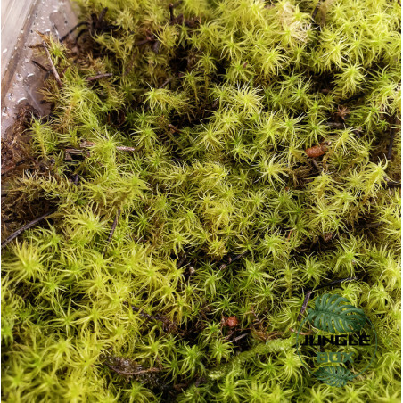 Mousse Tortula ruralis