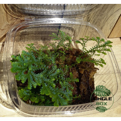 Selaginella uncinata