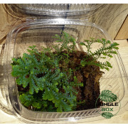 Selaginella uncinata