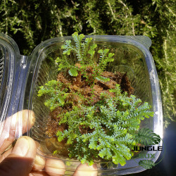 Selaginella uncinata