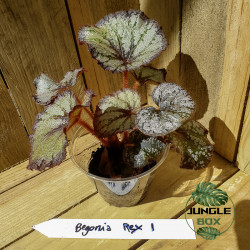 Begonia rex 1