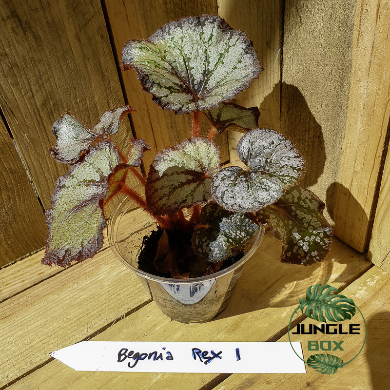 Begonia rex 1