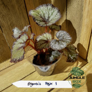 Begonia rex 1