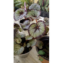 Begonia rex 1