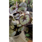 Begonia rex 1