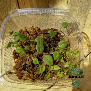 Peperomia serpens