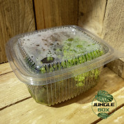 Pilea depressa
