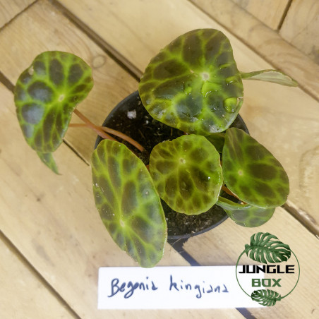 Bégonia kingiana