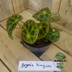 Bégonia kingiana