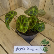 Bégonia kingiana