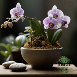 Substrat orchidée 3L