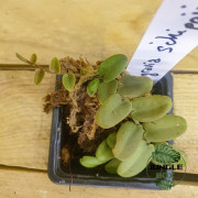Marcgravia schippii est une espèce de plante grimpante tropicale